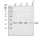 CRK Antibody in Western Blot (WB)