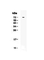 TSLP Receptor Polyclonal Antibody