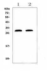CRP Antibody in Western Blot (WB)