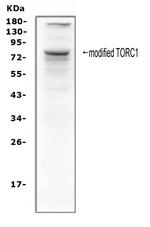 Torc1 Polyclonal Antibody