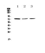TORC2 Polyclonal Antibody