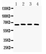 CRY2 Antibody in Western Blot (WB)