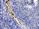 Alpha A Crystallin Polyclonal Antibody