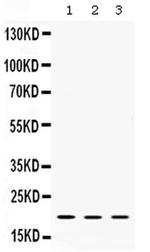 Alpha A Crystallin Antibody in Western Blot (WB)