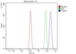 CtBP2 Antibody in Flow Cytometry (Flow)