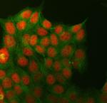 CtBP2 Polyclonal Antibody