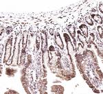 CtBP2 Antibody in Immunohistochemistry (Paraffin) (IHC (P))