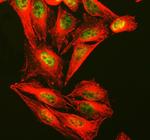 CTCF Polyclonal Antibody