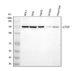 CTCF Antibody in Western Blot (WB)