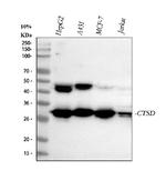 Cathepsin D Antibody in Western Blot (WB)