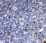 Cathepsin G Polyclonal Antibody