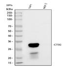 Cathepsin G Antibody in Western Blot (WB)
