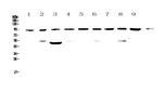 Cullin 5 Polyclonal Antibody