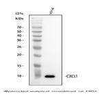 CXCL1 (GRO alpha) Polyclonal Antibody