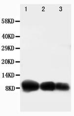 CXCL10 Antibody in Western Blot (WB)