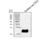 CXCL10 Antibody in Western Blot (WB)