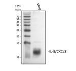 IL-8 (CXCL8) Antibody in Western Blot (WB)