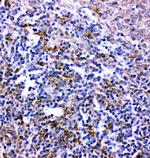 CXCR6 Antibody in Immunohistochemistry (Paraffin) (IHC (P))
