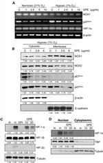 NOX2 Antibody in Western Blot (WB)