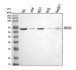 NOX2 Antibody in Western Blot (WB)