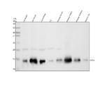 Cytochrome C Antibody in Western Blot (WB)