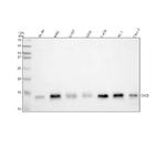 Cytochrome C Antibody in Western Blot (WB)