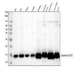 Cytochrome C Antibody in Western Blot (WB)