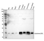 Cytochrome C Antibody in Western Blot (WB)