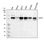 DAXX Antibody in Western Blot (WB)