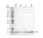 DBI Antibody in Western Blot (WB)