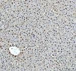 DCK Antibody in Immunohistochemistry (Paraffin) (IHC (P))