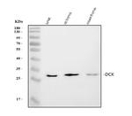 DCK Antibody in Western Blot (WB)