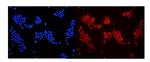 DDB1 Polyclonal Antibody