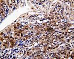 DDT Antibody in Immunohistochemistry (Paraffin) (IHC (P))