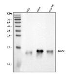 DDT Antibody in Western Blot (WB)