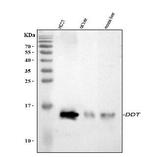 DDT Antibody in Western Blot (WB)