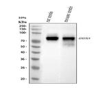 DDX4 Antibody in Western Blot (WB)
