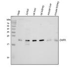 DHFR Antibody in Western Blot (WB)