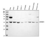 DHODH Antibody in Western Blot (WB)