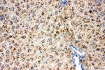 DLD Antibody in Immunohistochemistry (Paraffin) (IHC (P))
