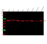 DLD Antibody in Western Blot (WB)