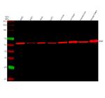 DLD Antibody in Western Blot (WB)
