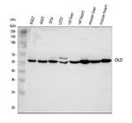 DLD Antibody in Western Blot (WB)