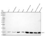DUSP3 Polyclonal Antibody
