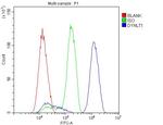 DYNLT1 Antibody in Flow Cytometry (Flow)