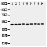 E2F2 Polyclonal Antibody