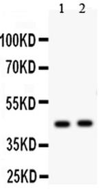 E2F4 Polyclonal Antibody