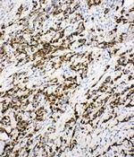 DCI Antibody in Immunohistochemistry (Paraffin) (IHC (P))