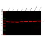 eIF4A2 Antibody in Western Blot (WB)