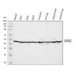 eIF4A2 Antibody in Western Blot (WB)
